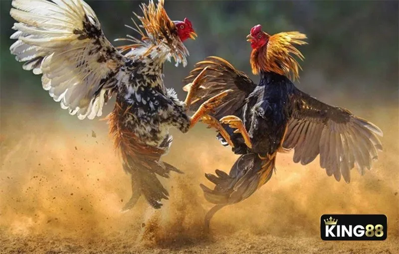 Màu lông gà có liên quan đến một loại năng lượng trong vũ trụ Màu lông gà có liên quan đến một loại năng lượng trong vũ trụ